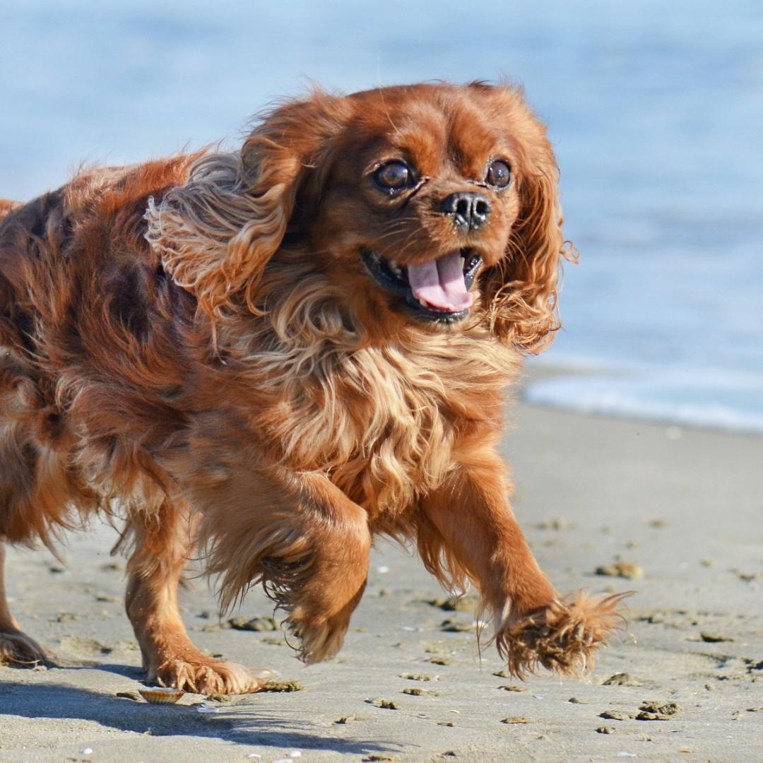 Running Cavalier King Charles Spaniel at the beach