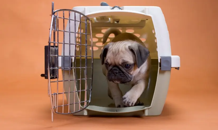 A pug dog sits comfortably inside a small dog carrier, illustrating the concept of crate training.