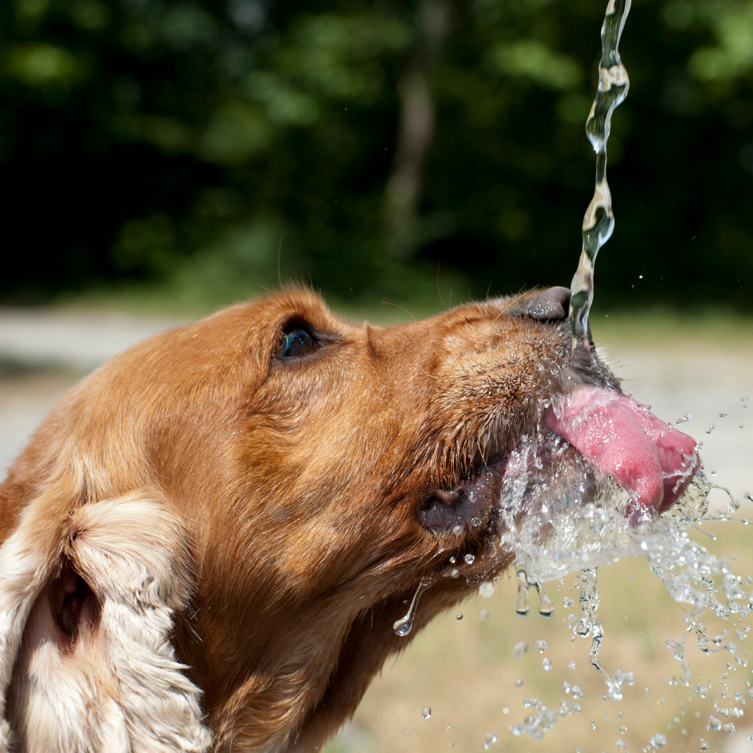 pas pije puno vode