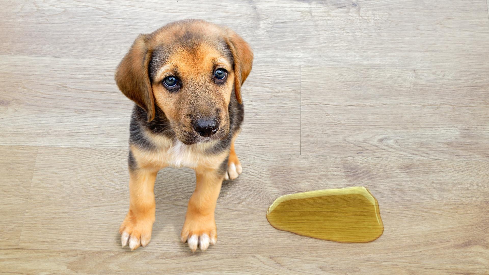 A guilty-looking puppy sits beside a puddle on the floor after having an accident indoors.