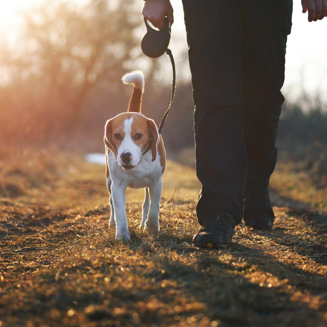 Beagle being walked at sunset