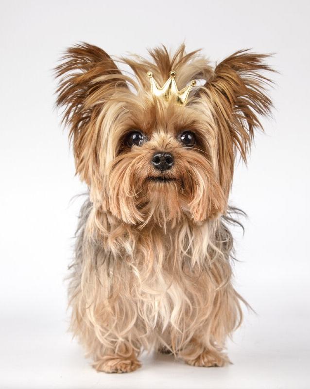 Long-haired Yorkie lying down
