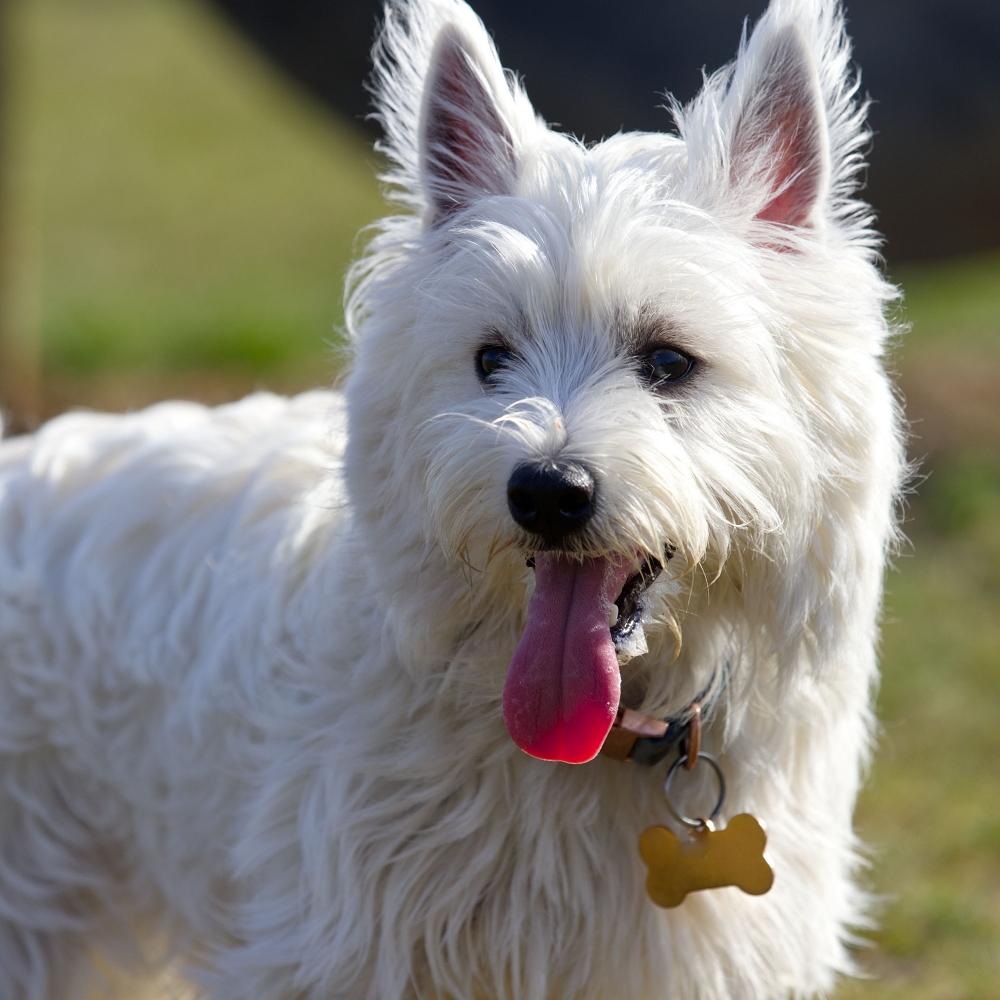 West Highland White Terrier Dog