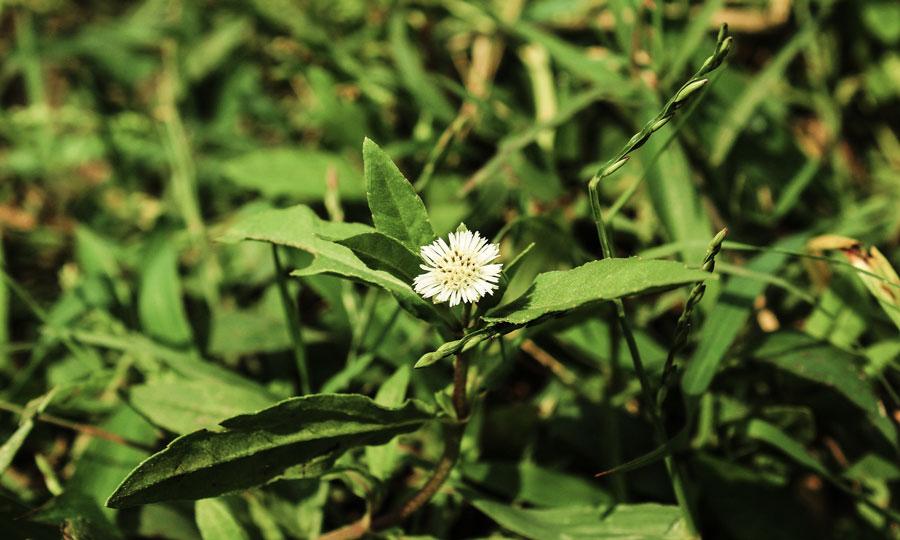 Bhringraj