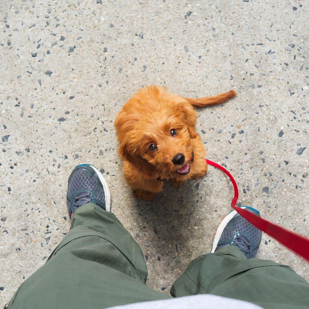 Puppy sitting looking up at owner