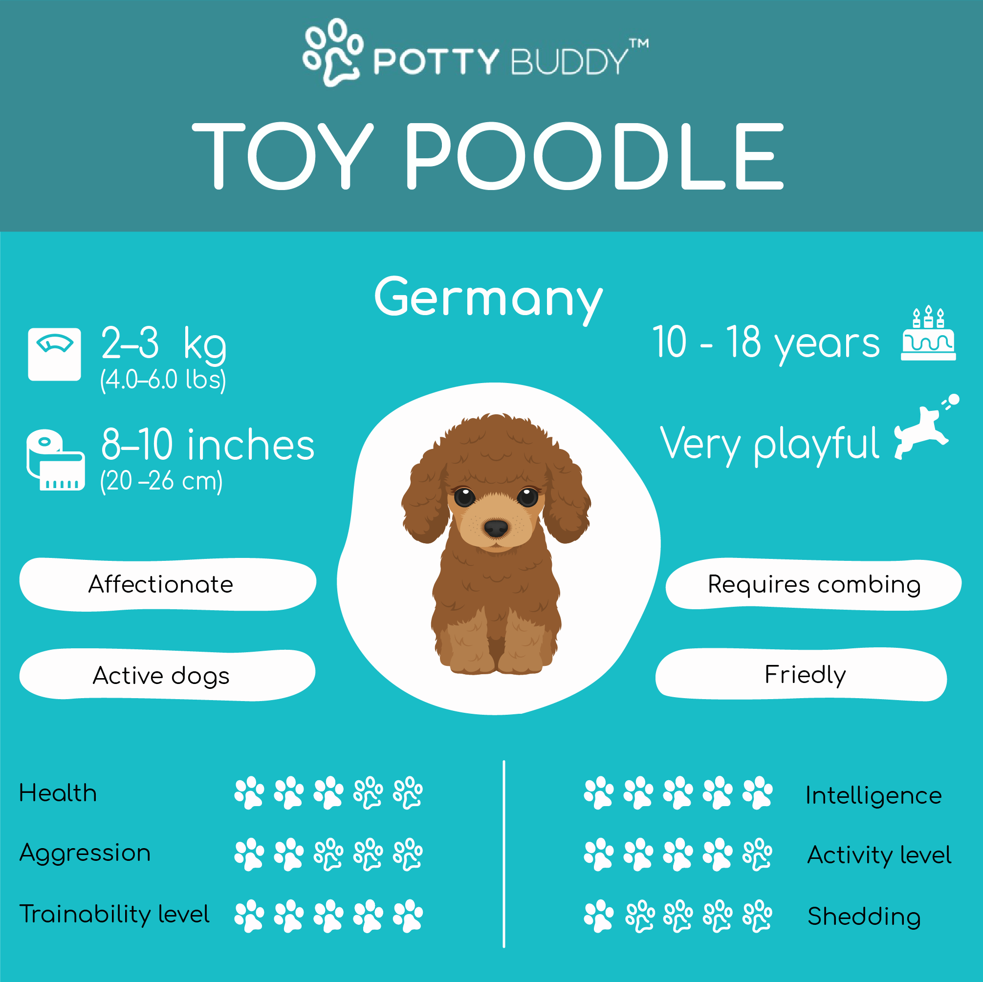 Characteristics of the Toy Poodle in One Picture