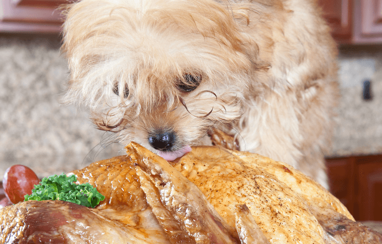 Holiday Food Safety For Pets