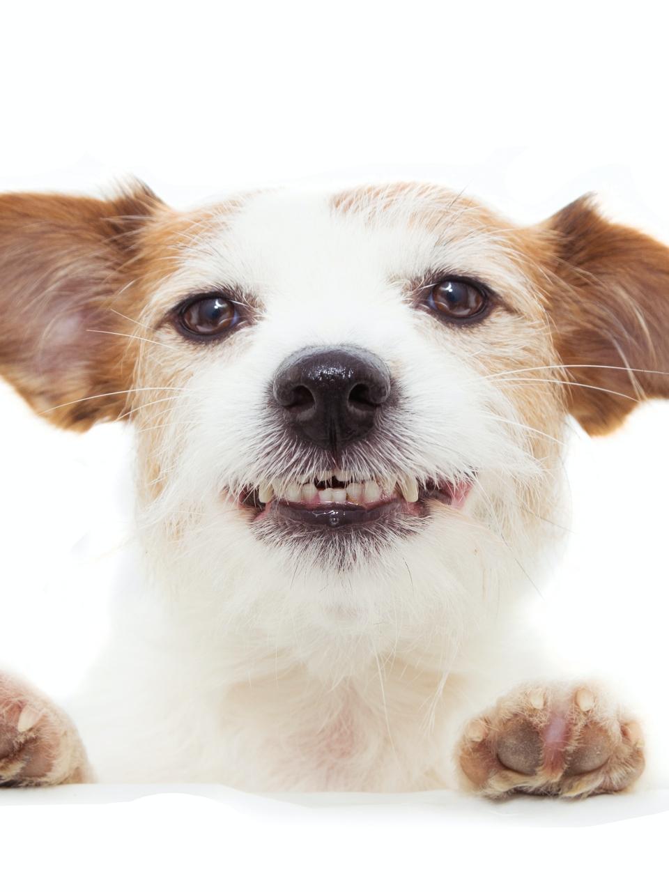 happy dog smiling with paws edge a white blank sign. Isolated on white background.