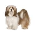 Lhasa Apso