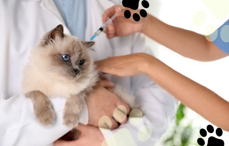 cat getting vaccinated