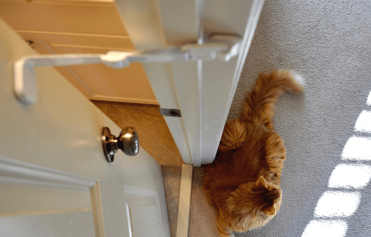 Door Buddy - door latch for cats