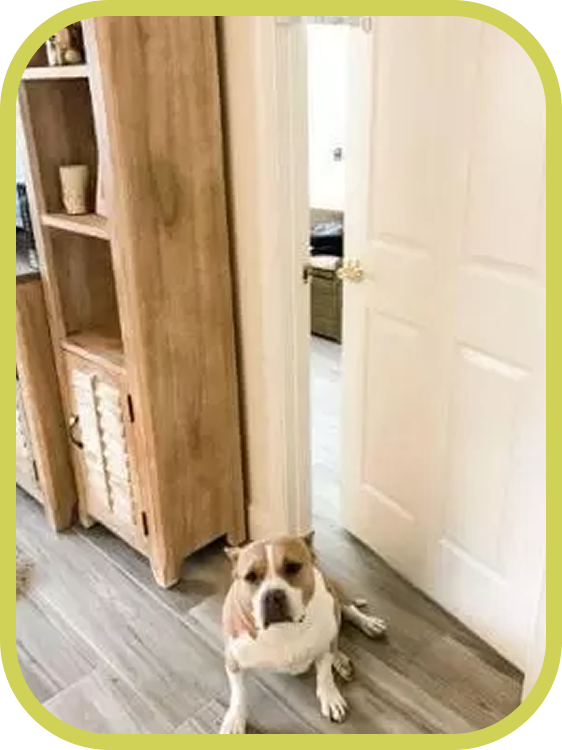 A dog sits outside a doorway where a door is held slightly open by The Door Buddy door strap. The adjustable strap creates a small opening that allows cats to enter while helping keep dogs out.