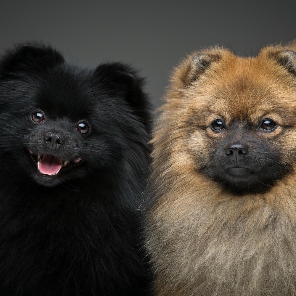 beautiful spitz dogs on grey background