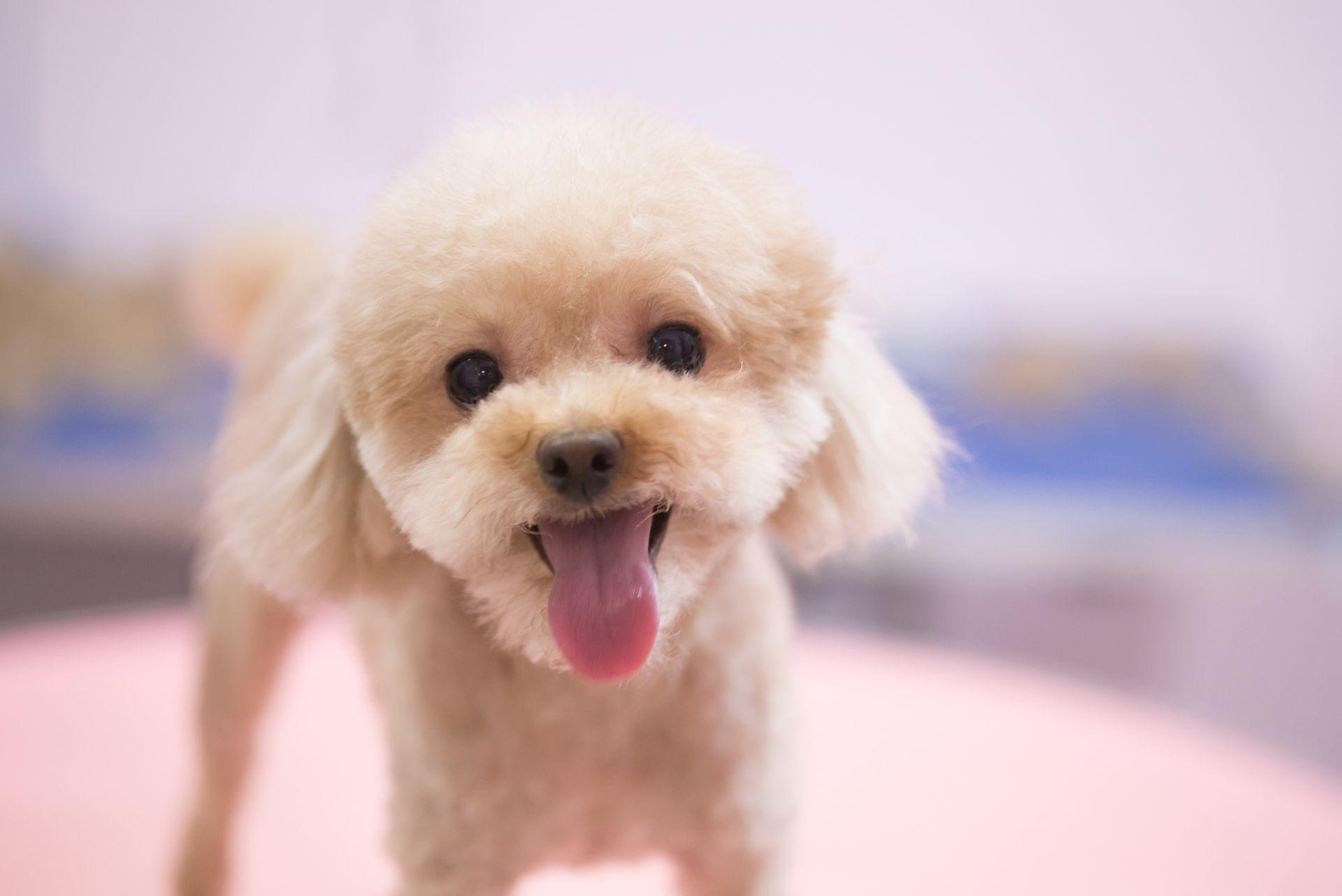 Toy Poodle panting at camera