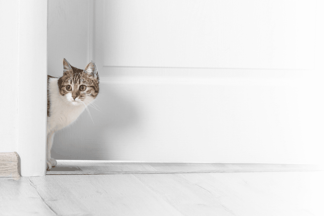 Why Do Cats Hate Closed Doors? Door Buddy