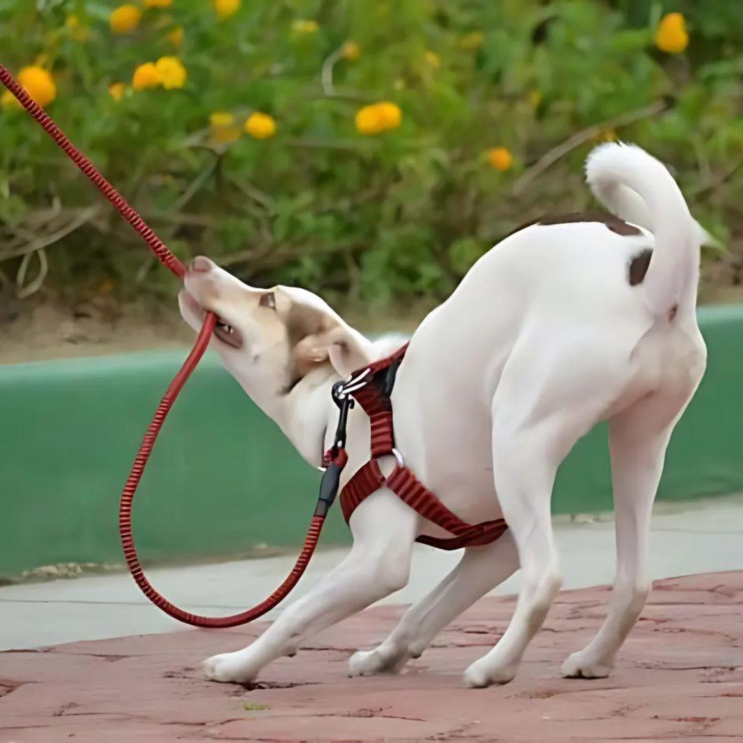 Puppy eating food