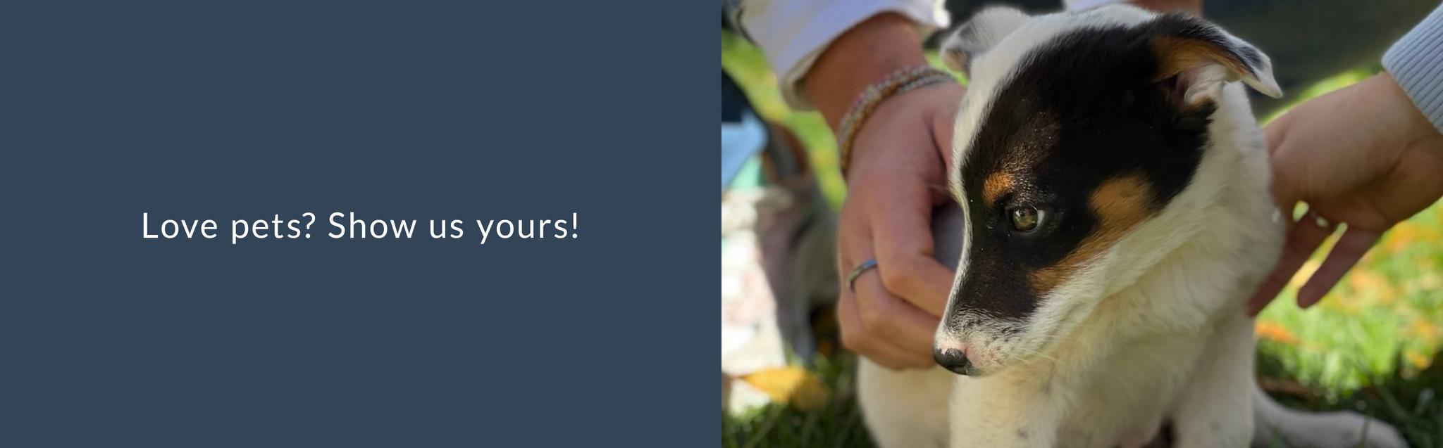 we love pets