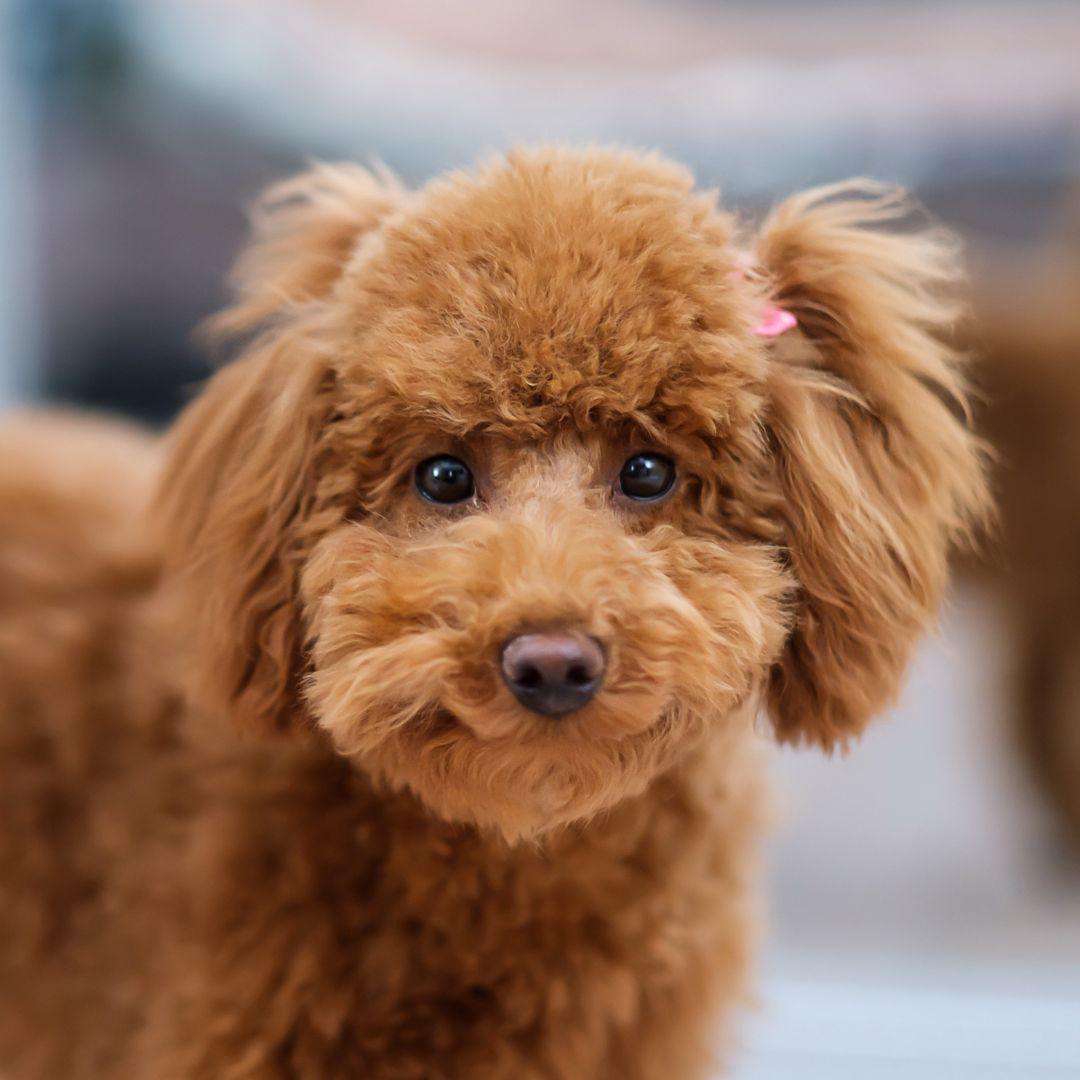 Toy Poodle with bow in ear