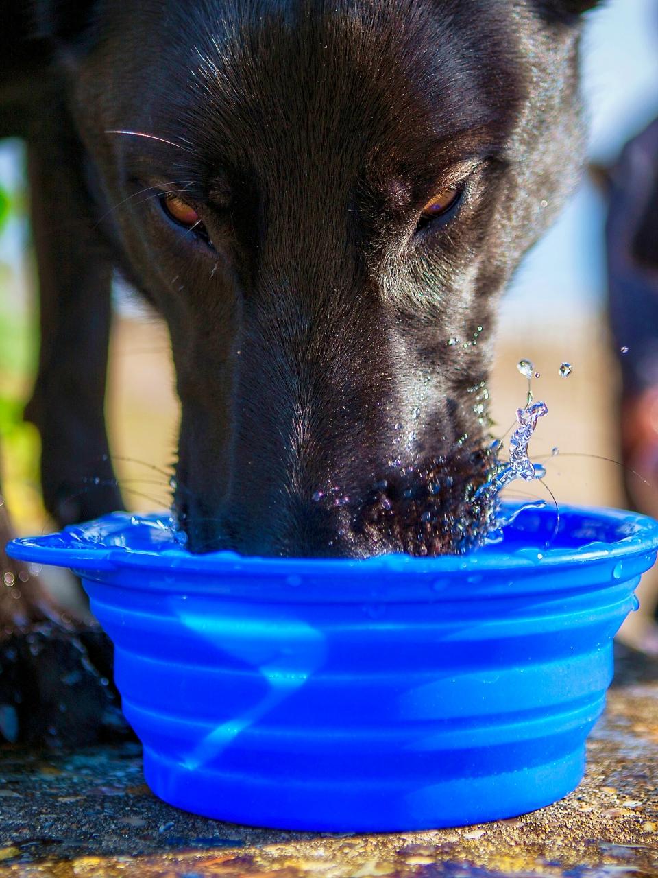 jet-black Belgian Shepherd Groenendael dog drinking from a bowl with splashed water