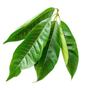 Mango Leaves