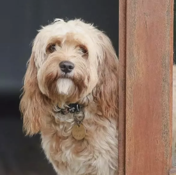 How Long Can Dogs Hold Their Pee?