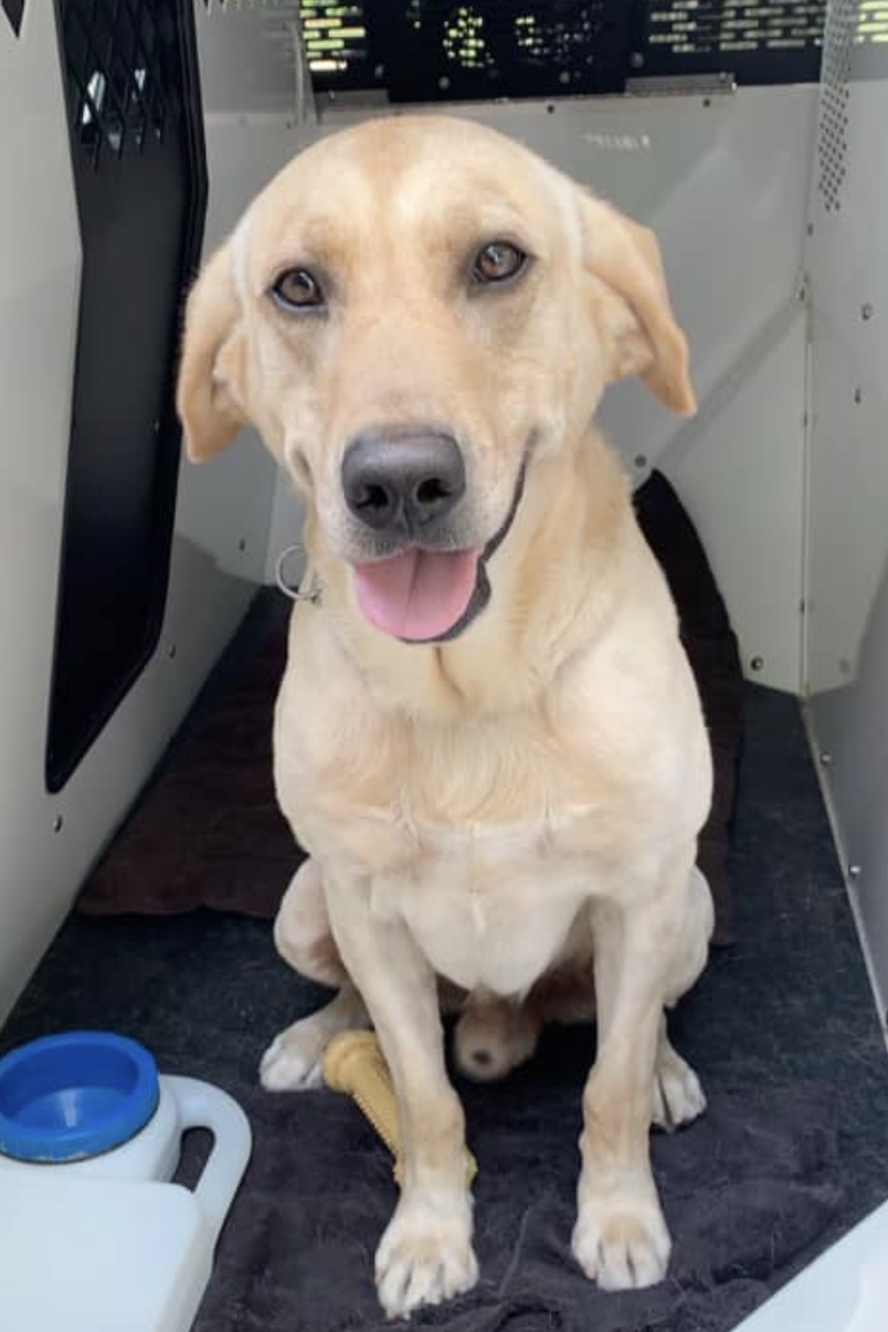 k9 dexter