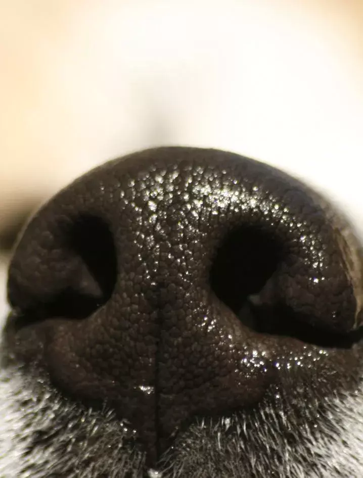 dog nose