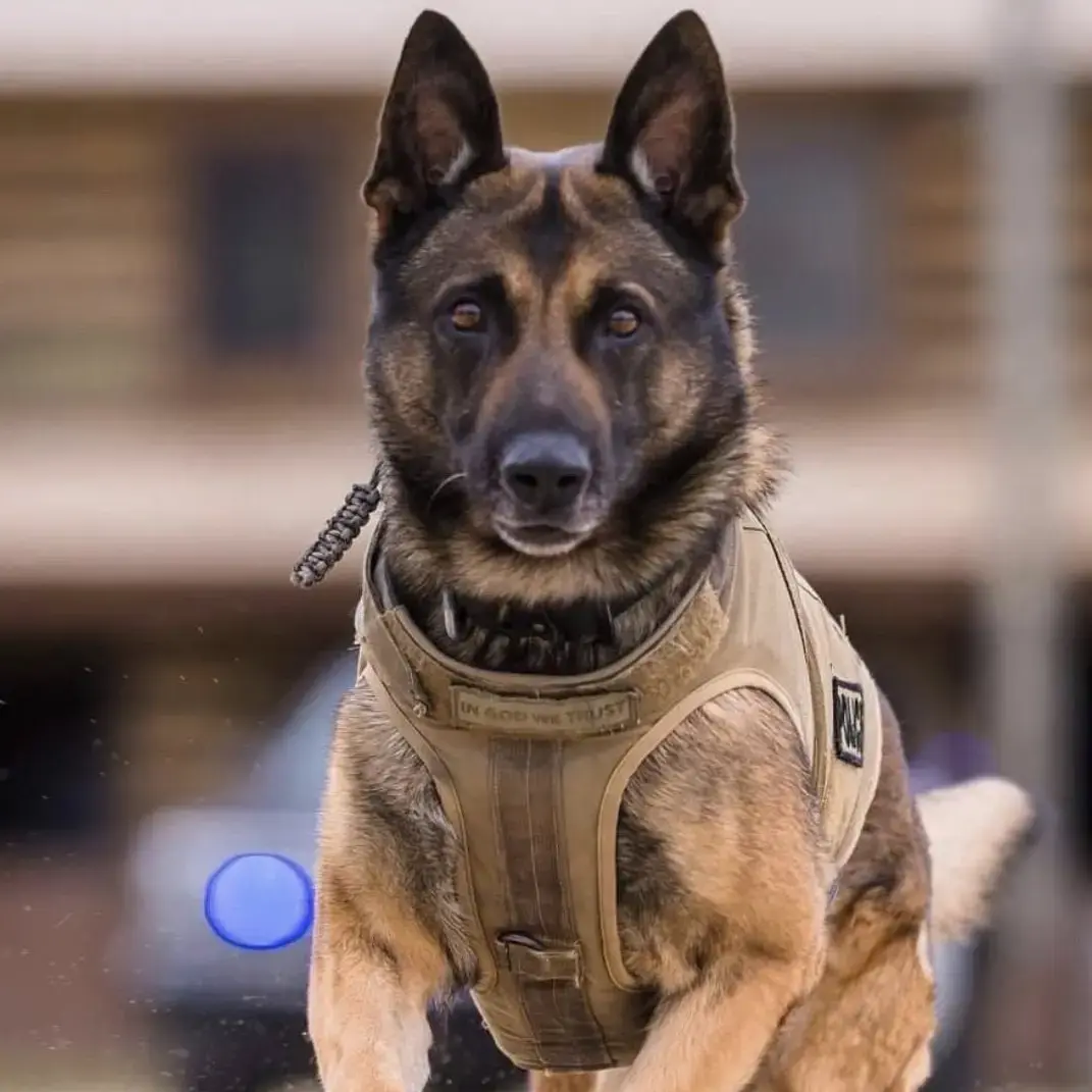 K-9 Brit