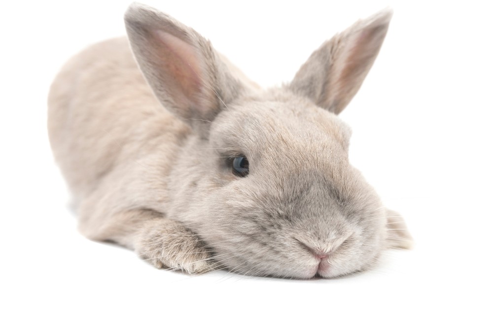3 Common Health Issues in Rabbits That May Be Why They Won't Eat