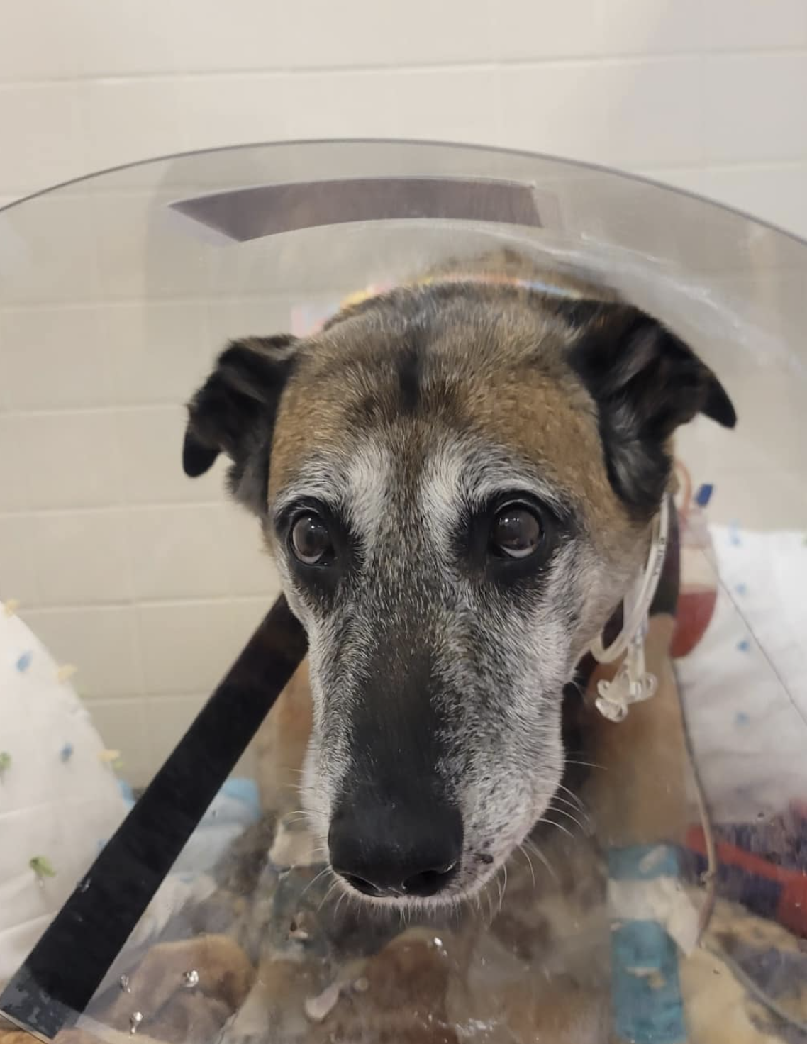 k9 tika recovering
