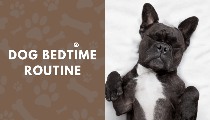 Bedtime Routines - Finding It Ruff? - TrueHarness™