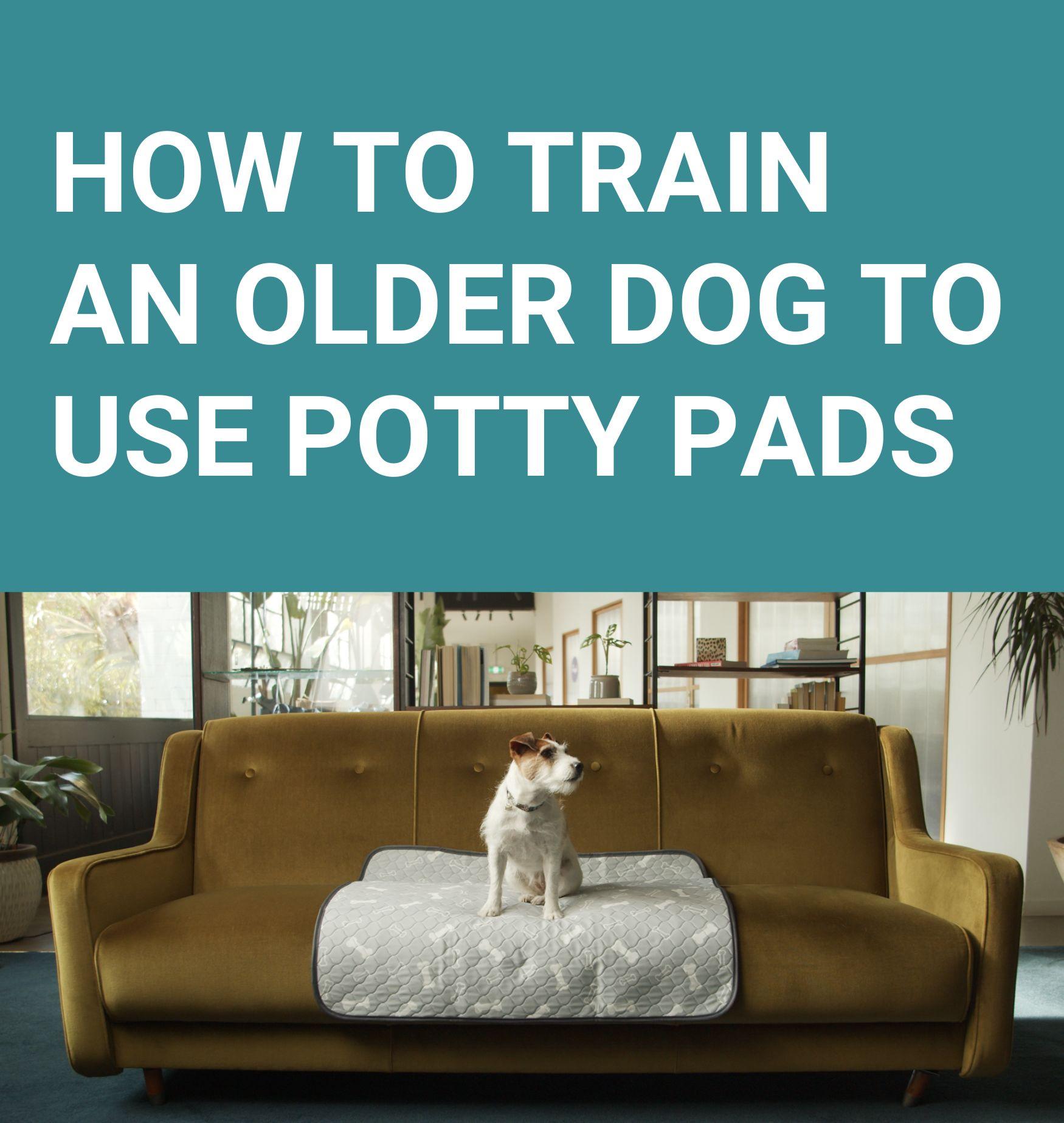 How to Train an Older Dog to Use Potty Pads Potty Buddy™