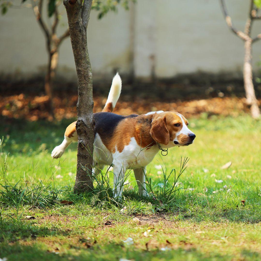 Beagle peeing on tree at the park. Dog peeing.