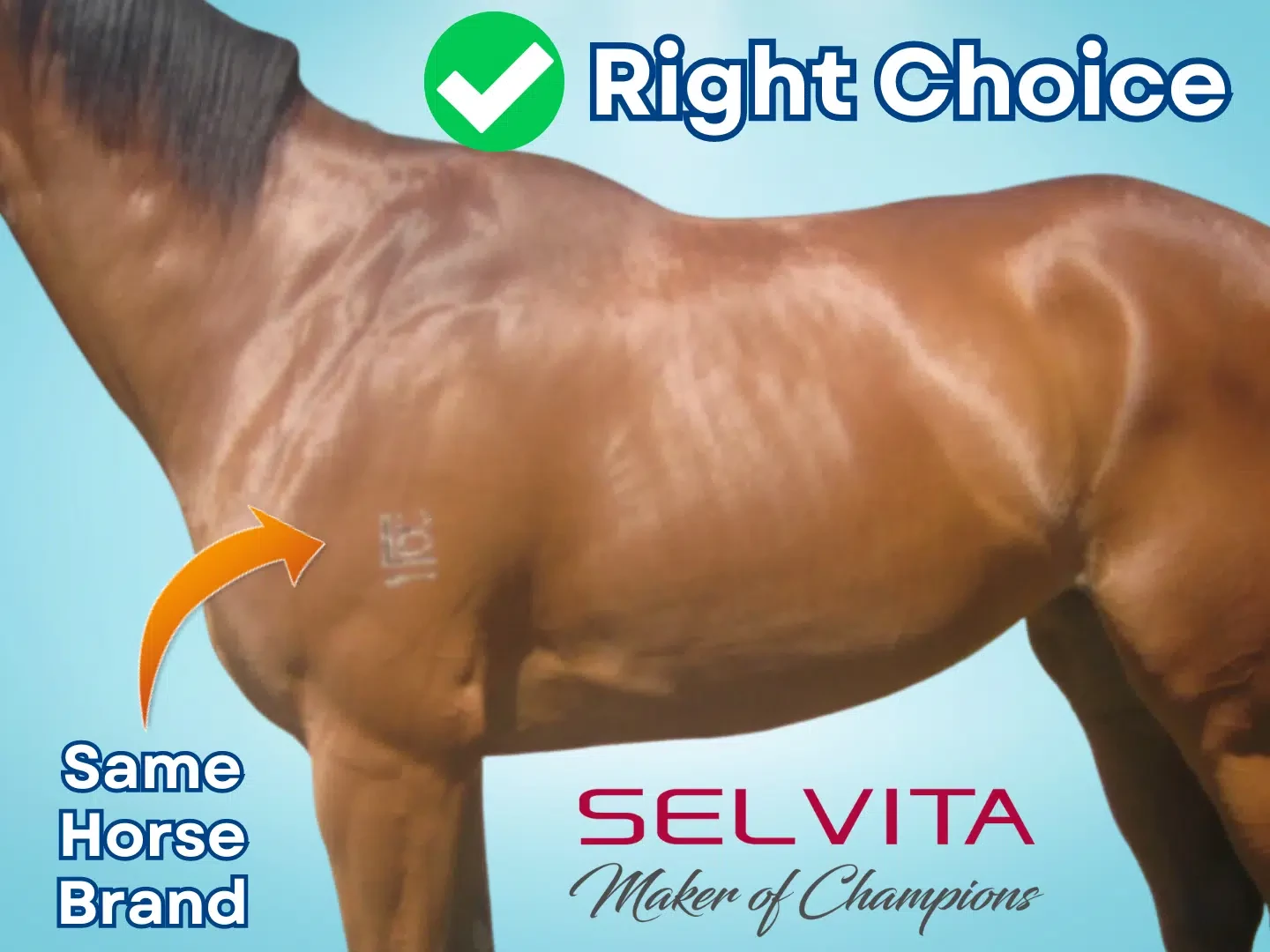 Selvita Equine Right Choice