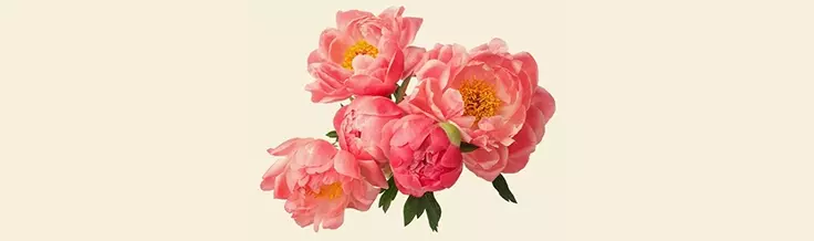 paeonia suffruticosa root extract