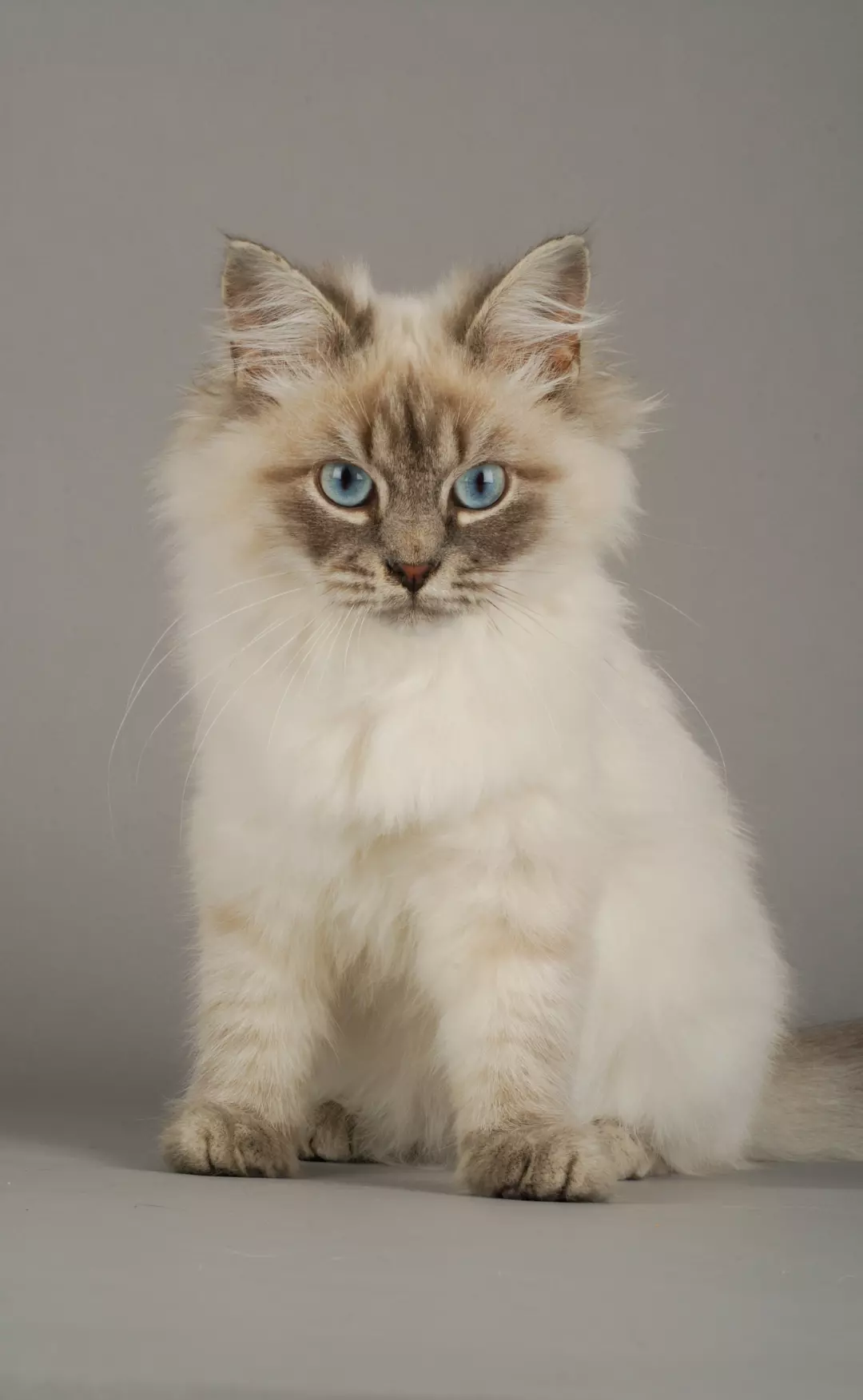 siberian cat