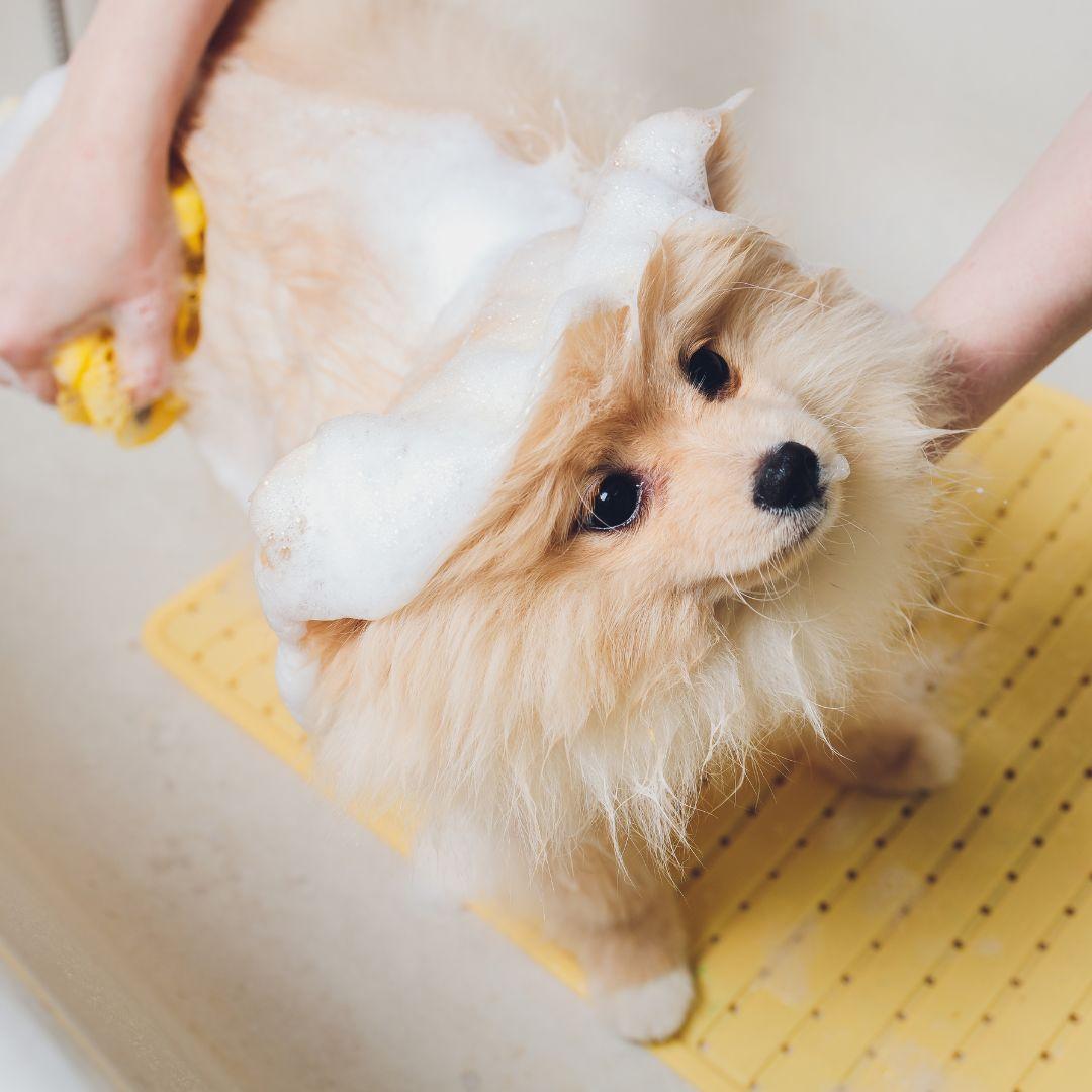 Pom with shampoo on head