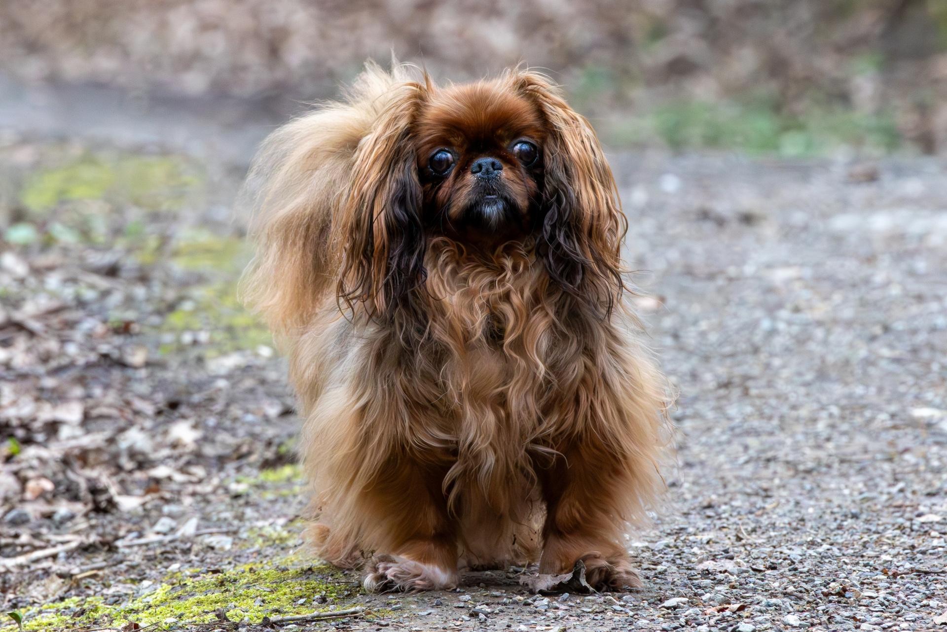 Pekingese dog