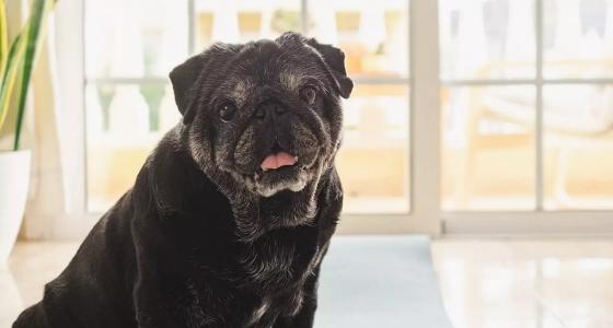 IS YOUR OLDER DOG PEEING IN THE HOUSE? HERE'S WHY AND HOW TO HANDLE IT