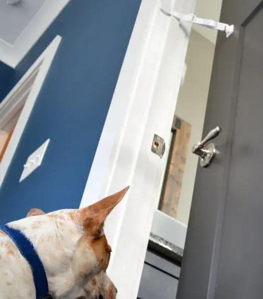 a cat sits next to a door buddy door strap