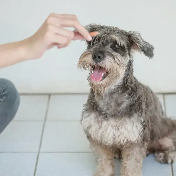 A person is seen feeding a dog, highlighting the bond and interaction between human and animal.
