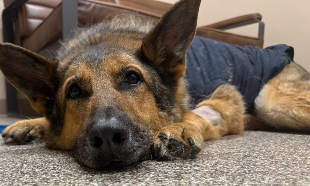 k9 tambo