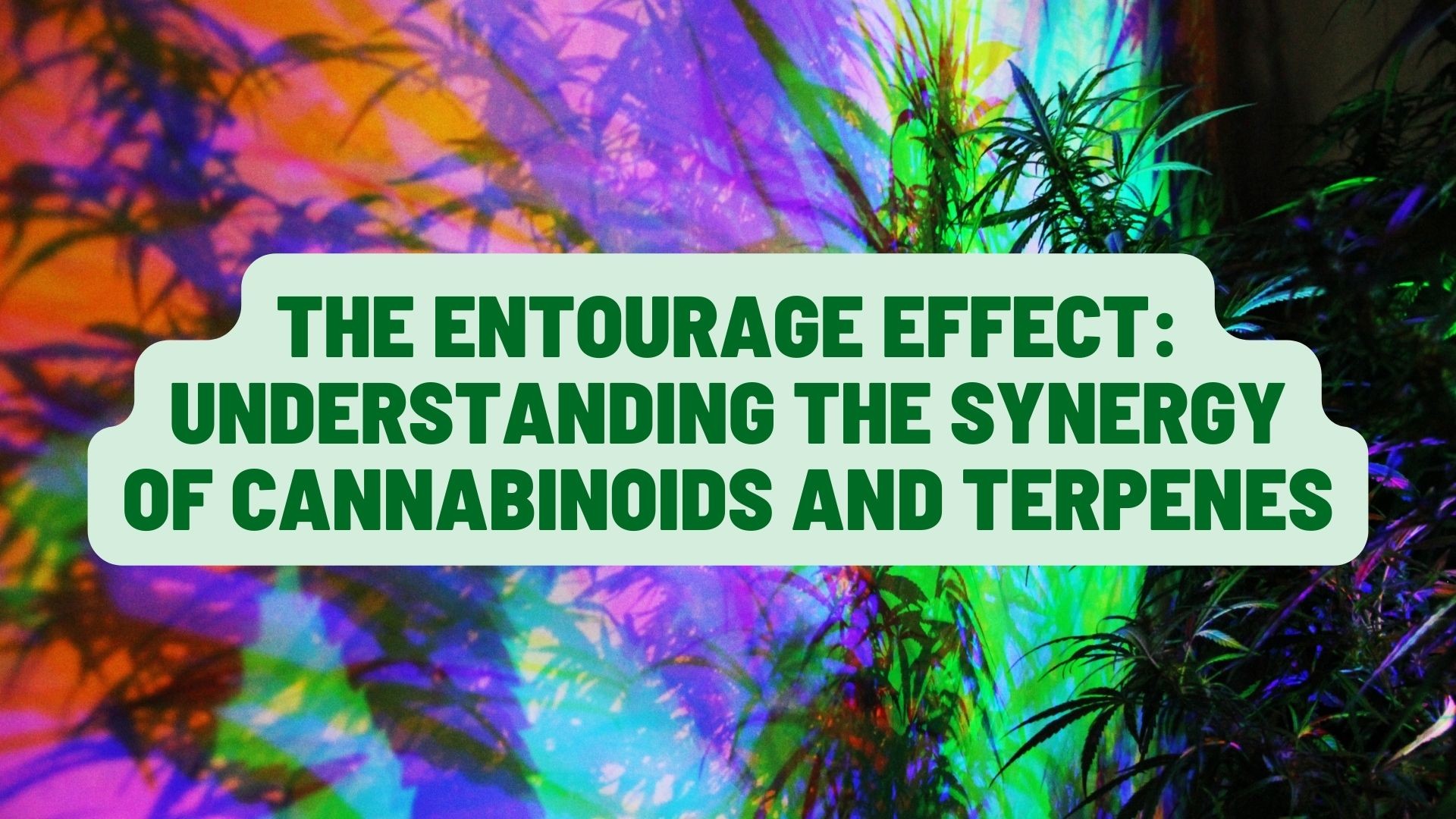 The Entourage Effect: Understanding the Synergy of Cannabinoids and Terpenes