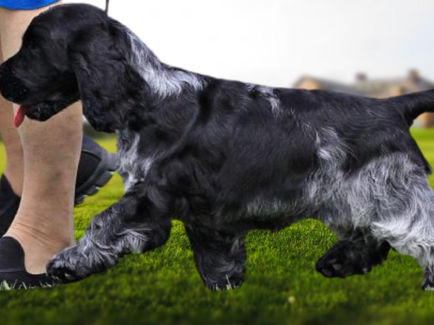 Selvita Canine Small puppy walking Sideview