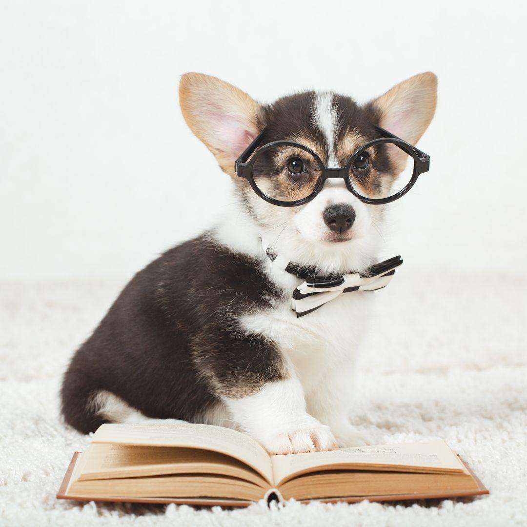 Corgi dog puppy with glasses