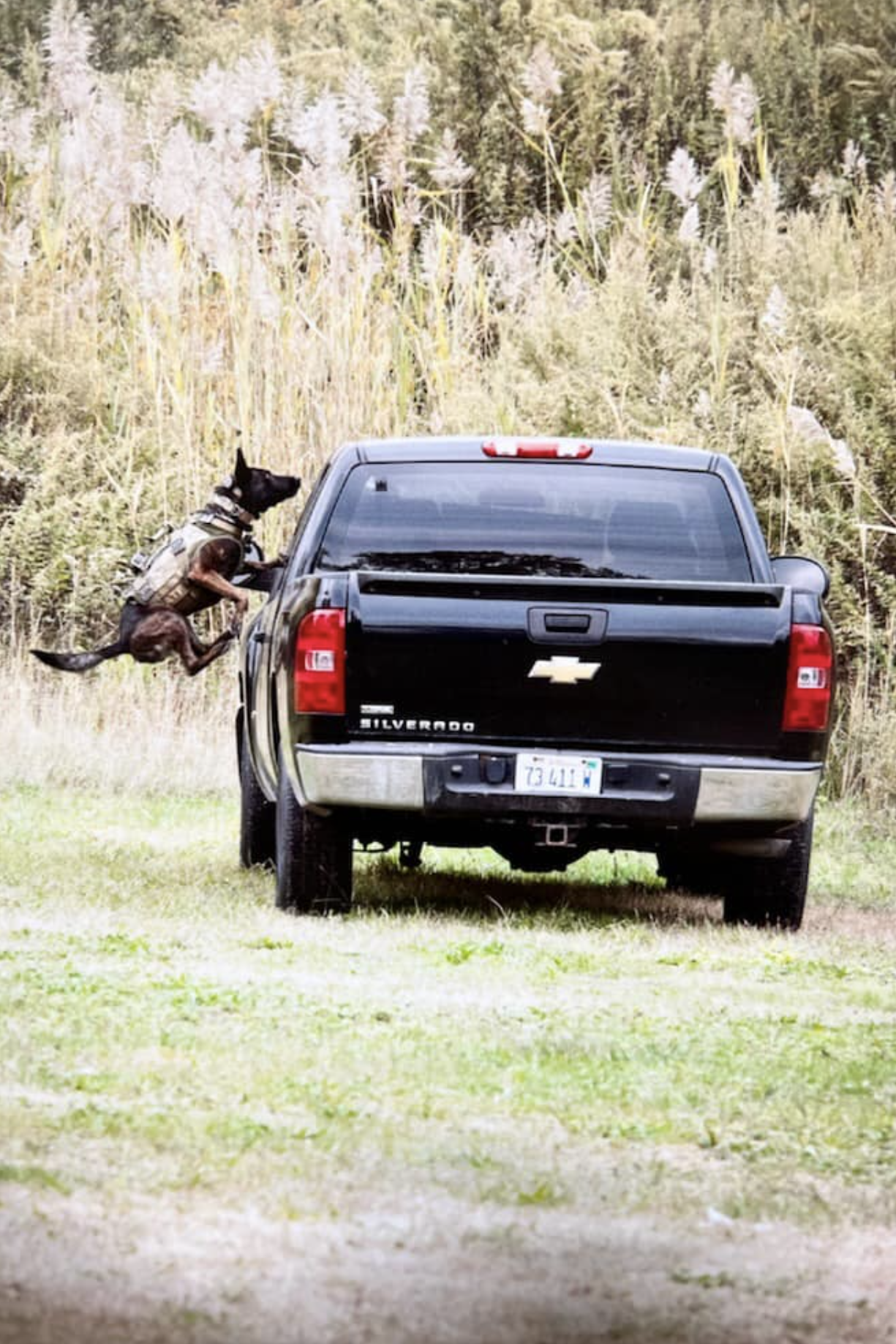 k9 rikki jumping into car