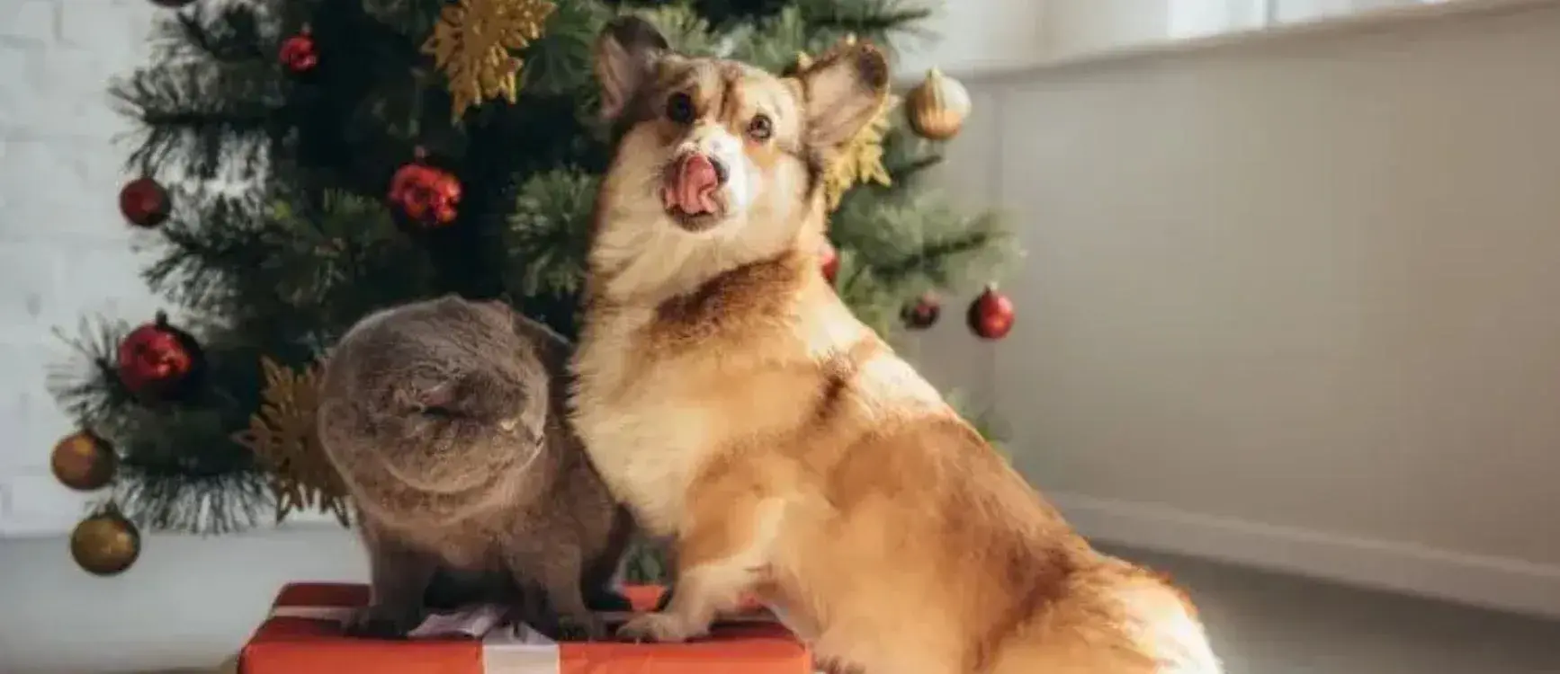 A dog and cat sit on a Christmas present beside a decorated Christmas tree, creating a festive holiday scene.