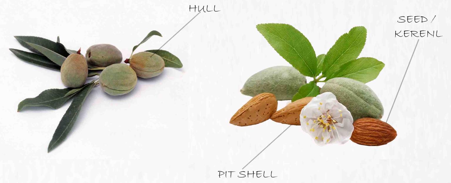 Almond Oil vs. Sweet Almond Oil