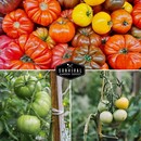 heirloom tomato plants