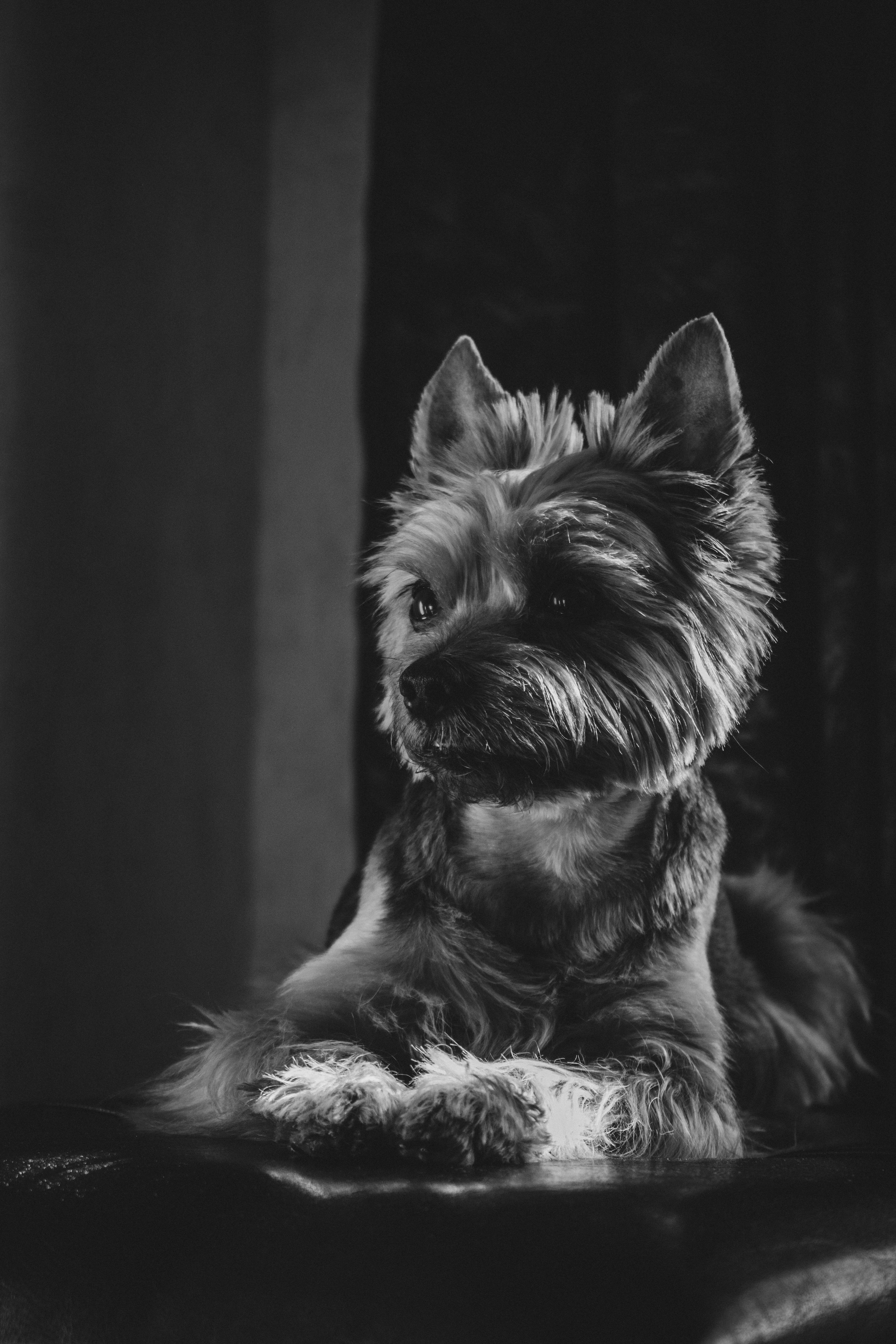 Yorkshire Terrier Puppy